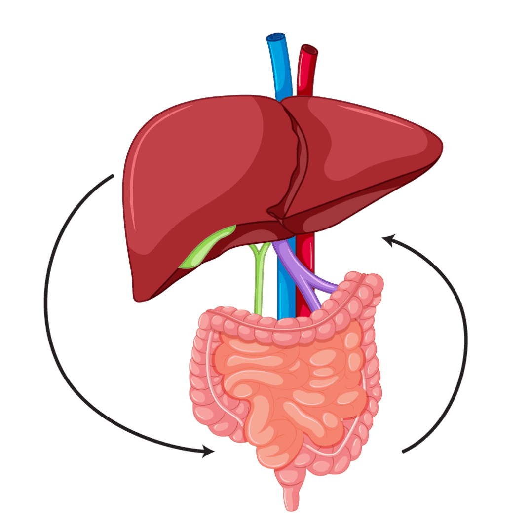 How a Finessa order supports gut-liver axis digestion and metabolic health